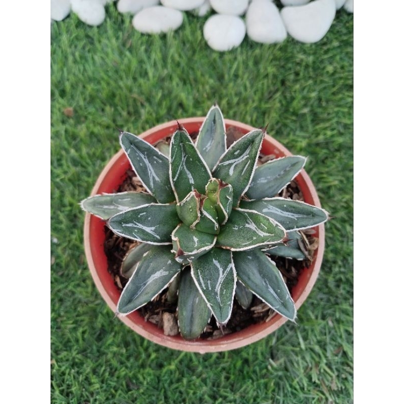 agave himesoni no yukii (pot10cm)