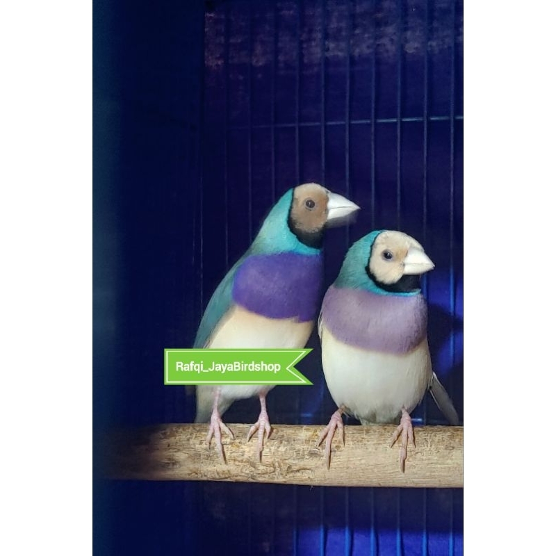 GOLD AMADINE BIRU SEPASANG JANTAN BETINA