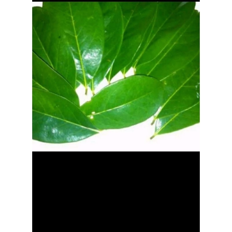 

PROMO DAUN CINCAU ASLI /100 LEMBAR