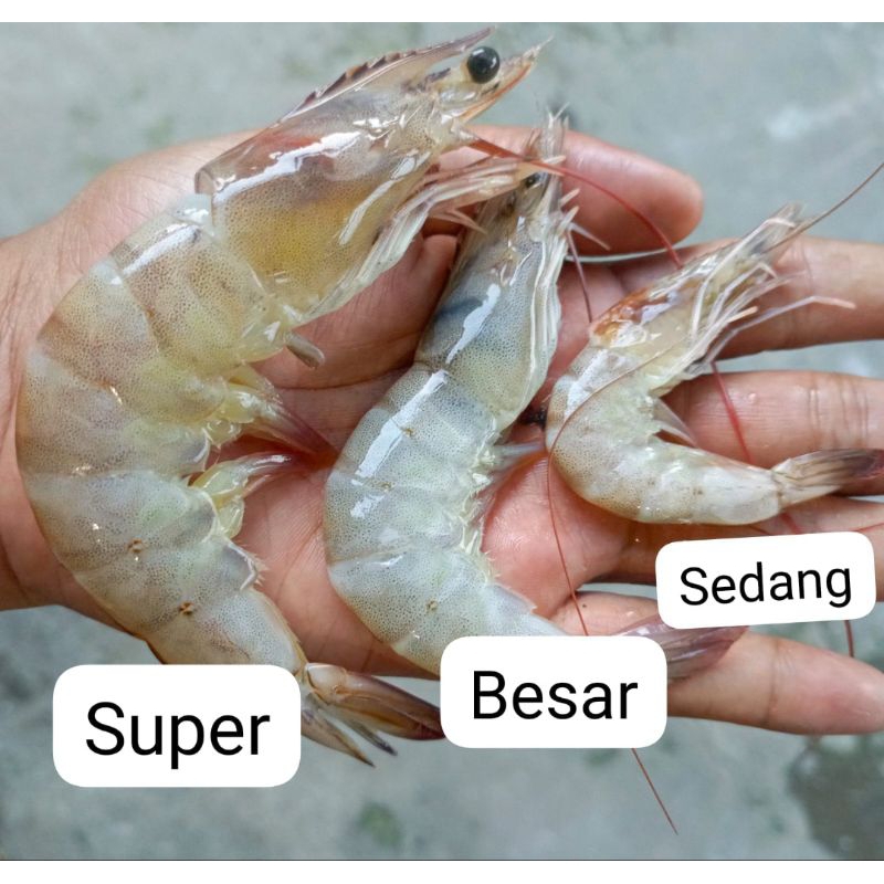 

Udang segar 250gram ukuran besar