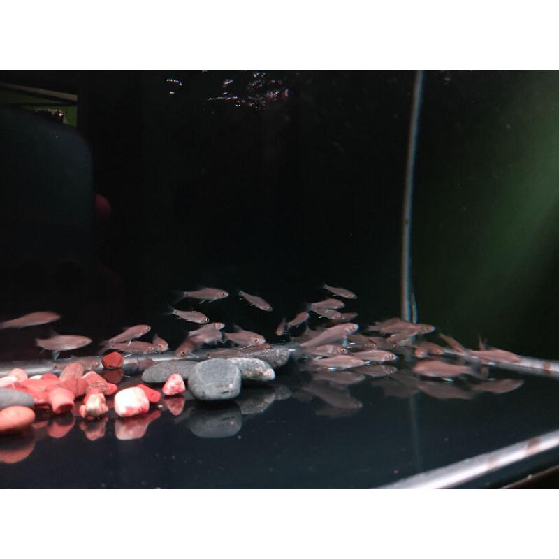 KL Blue Mahseer Neo Stracheyi Baby Pure