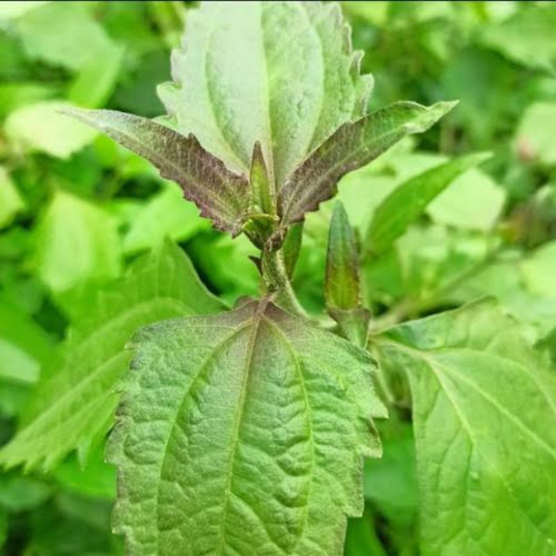 

Daun Balakacida | Daun kirinyuh | Kopsansanda | Rumput bandotan | daun herbal