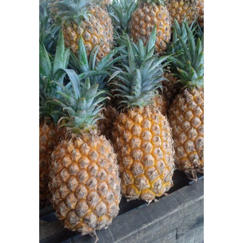 

nanas madu 1buah
