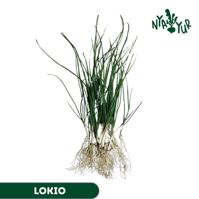 

INSTAN - Lokio per ikat