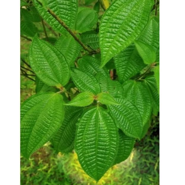 

Daun harendong bulu fresh segar baru petik per 300 grm