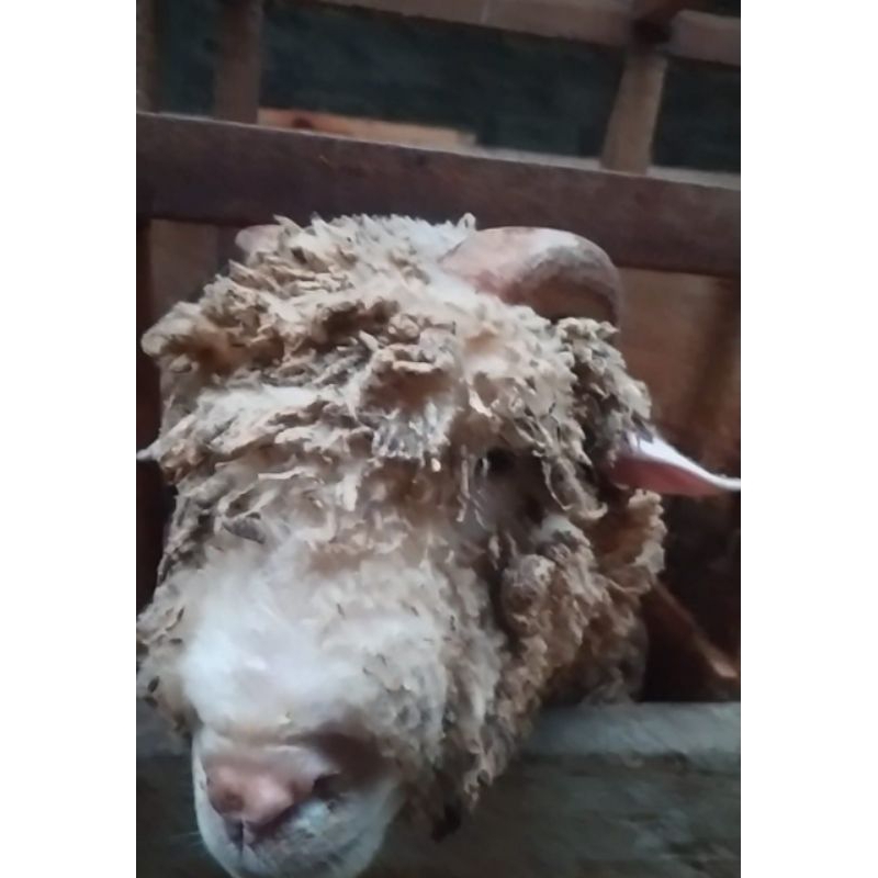 Domba Qurban Merino Super Jumbo