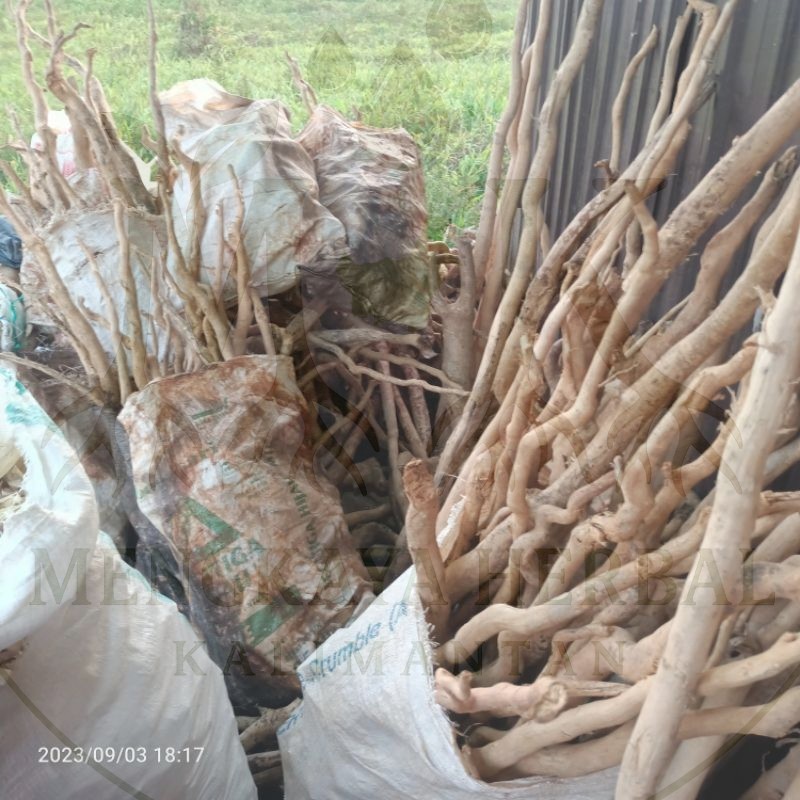 

Gelas Pasak Bumi Original Kalimantan | Stamina Kuat, Pinggang Linu, Gula Darah