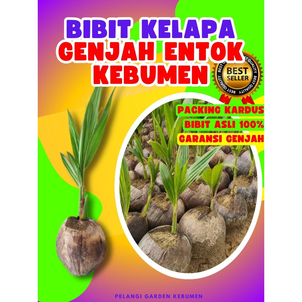 BIBIT PREMIUM.. Benih Kelapa Entok, Benih Kelapa Entok Genjah, Benih Kelapa Entok Super