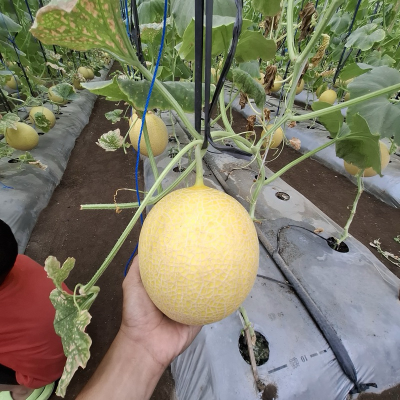

MELON INTANON ORGANIK 1 buah [PERBUAH]