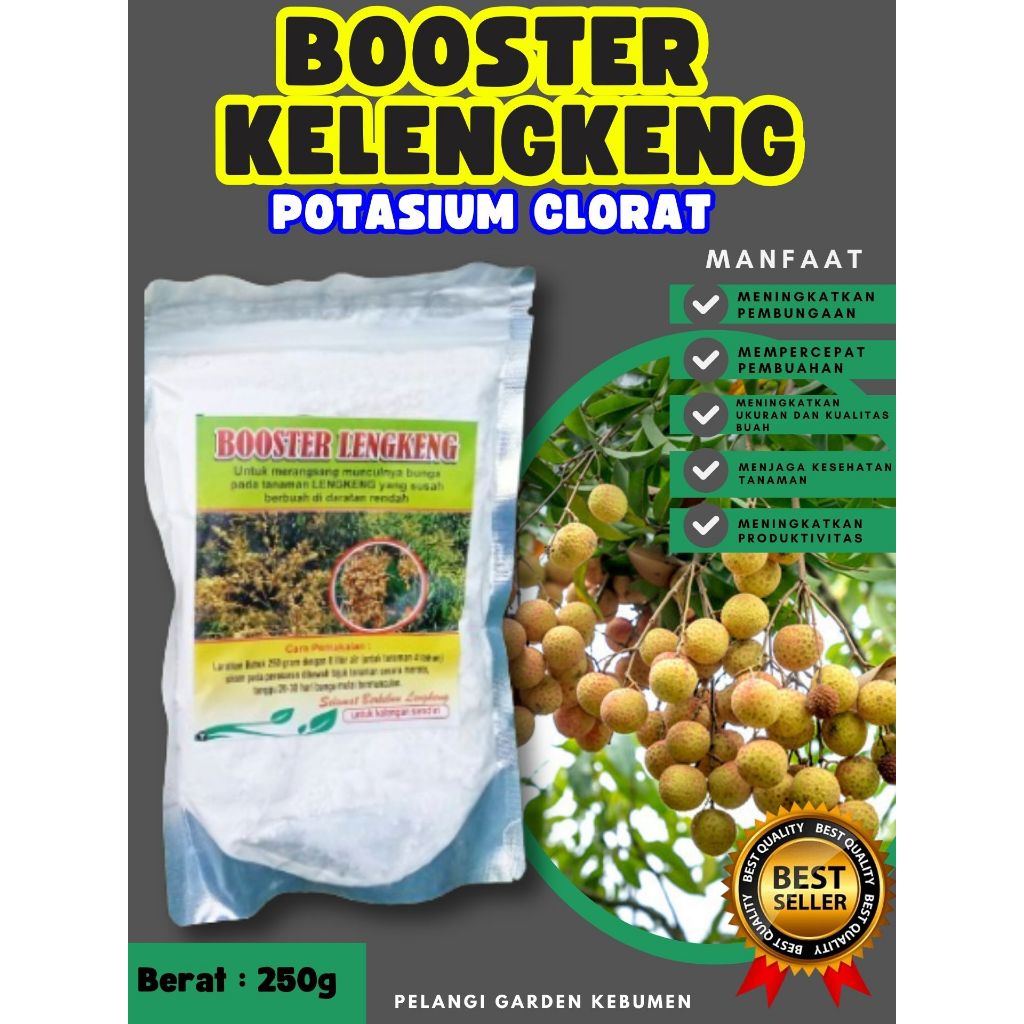 DIJAMIN ASLI  Booster Kelengkeng Puangphet, Booster Kelengkeng Pingpong Cangkok, Booster Kelengkeng 