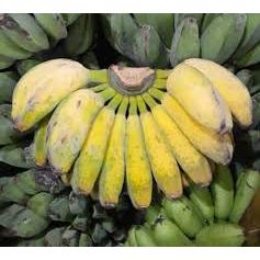 

PISANG KEPOK GROSIR 1 SISIR TERMURAH BISA KIRIM SELURUH INDONESIA