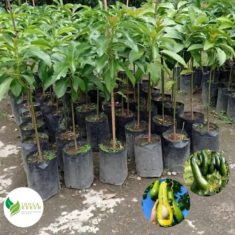 BIBIT ALPUKAT VARIETAS SAB 034 HASIL OKULASI-BIBIT ALPUKAT SAB 034-BIBIT BUAH ALPUKAT-BIBIT ALPUKAT