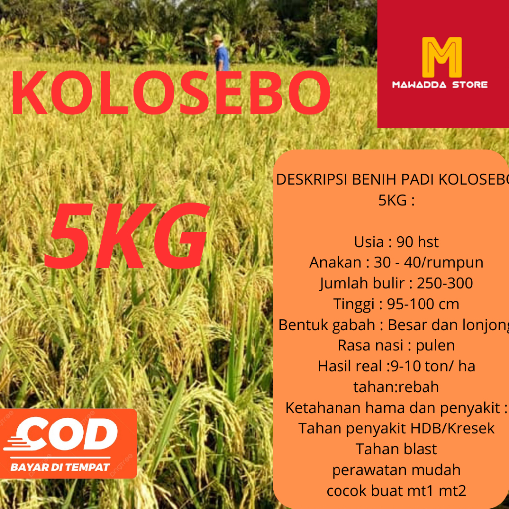Biji Padi Unggul KOLOSEBO / Biji Padi Kolosebo Kemasan 5KG Premium Original