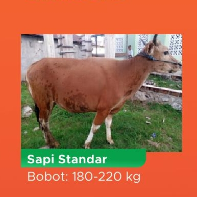 

Qurban Kurban Sapi Biasa