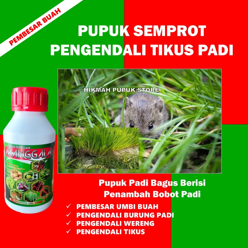 PUPUK NPK CAIR MANGGALA memperbanyak anakan padi - pupuk organik NPK cair MANGGALA pelebat padi plus
