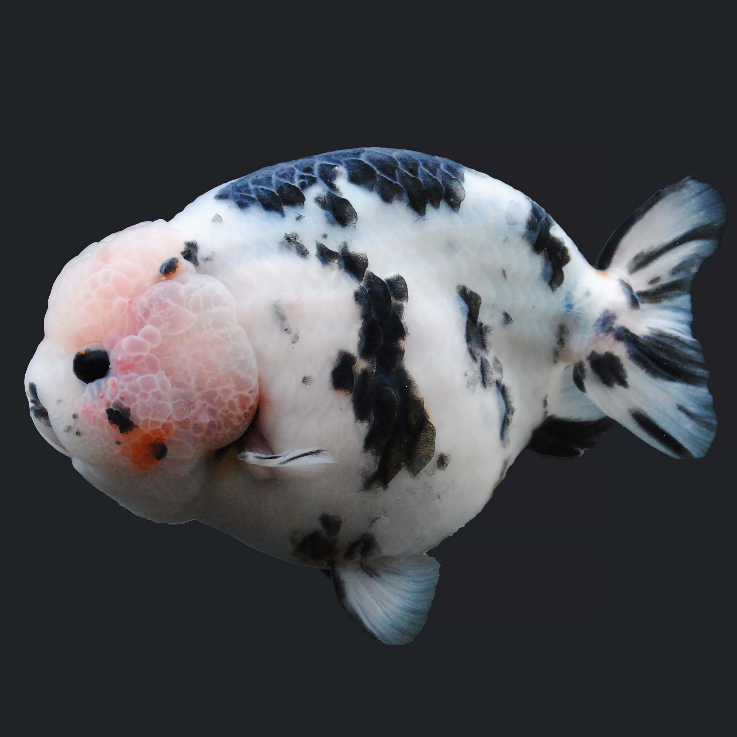 Jual Mini Cow / Ranchu Sapi / Sapi Air / Ranchu Sapi Calico Grade AAA