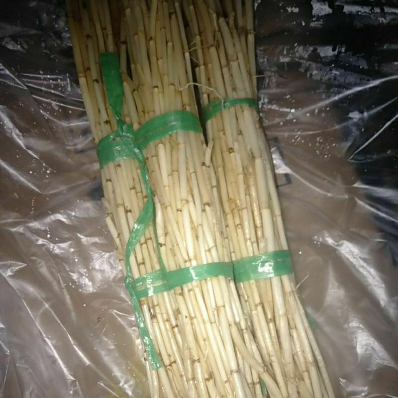 

Bahan Akar Alang Ilalang Segar