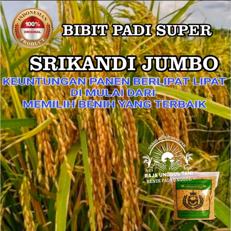 (1kg) BENIH SUPER BIBIT BERKUALITAS PADI UNGGUL  SRIKANDI JUMBO 1kg BENIH PADI BIBIT UNGGUL GABAH