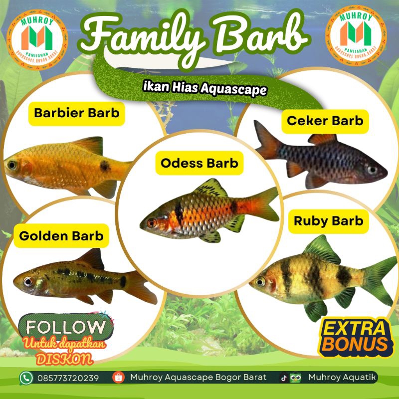 Family Barb - Keluarga Ikan Sintetis Barb - Hiasan Aquarium