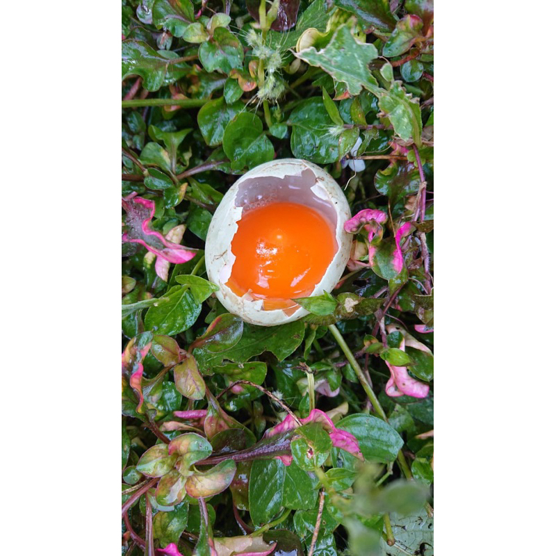 

✅ [BEST SELLER] HANYA PAXEL -Telur Bebek Segar dari Peternakan Asli – Fresh & Bergizi!
