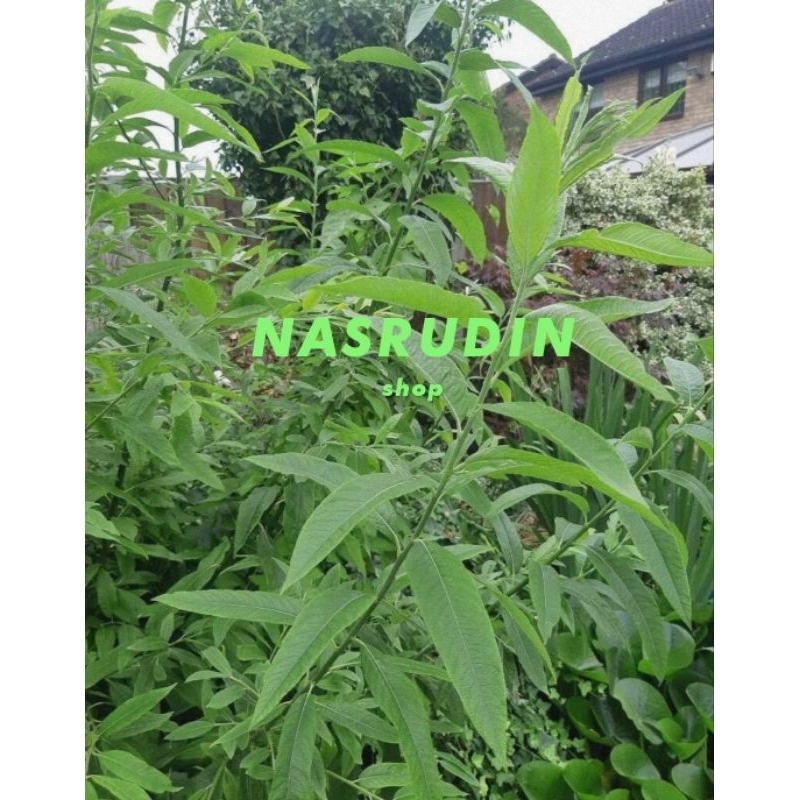 

DAUN SEMBUNG 30 LEMBAR SEGAR LANGSUNG PETIK / Blumea balsamifera / daun capo / daun kamandhin