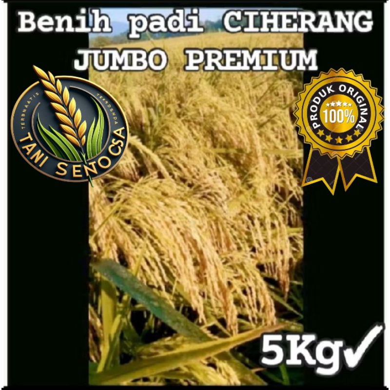BENIH BIBIT PADI CIHERANG JUMBO FREMIUM KEMASAN 5KG
