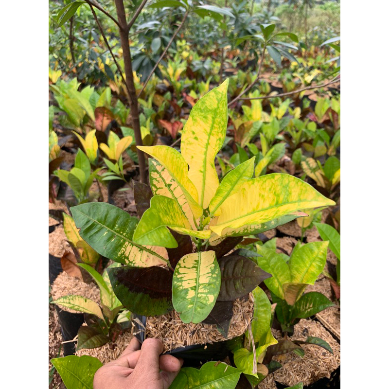 Tanaman hias puring anggur puring semi koleksi