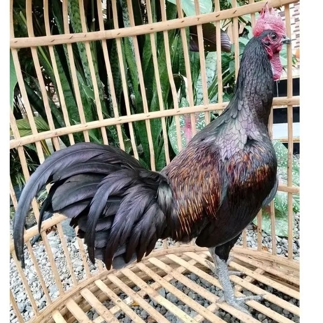telur ayam hutan asli warna favorit untuk di tetaskan