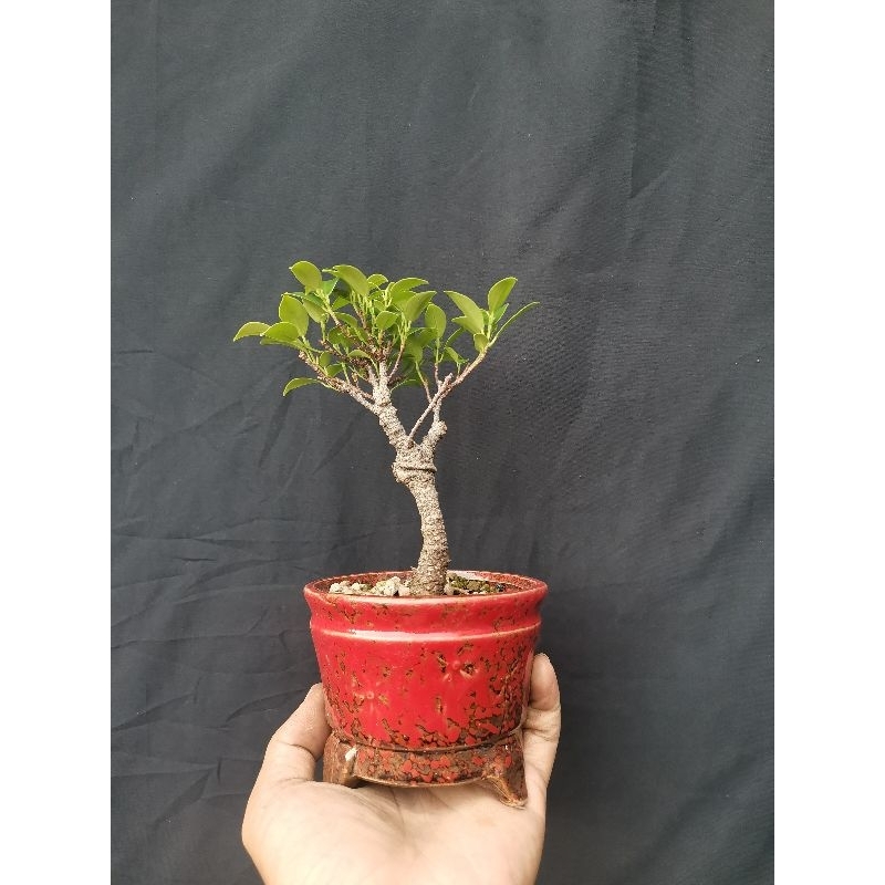 bahan bonsai mame beringin kimeng