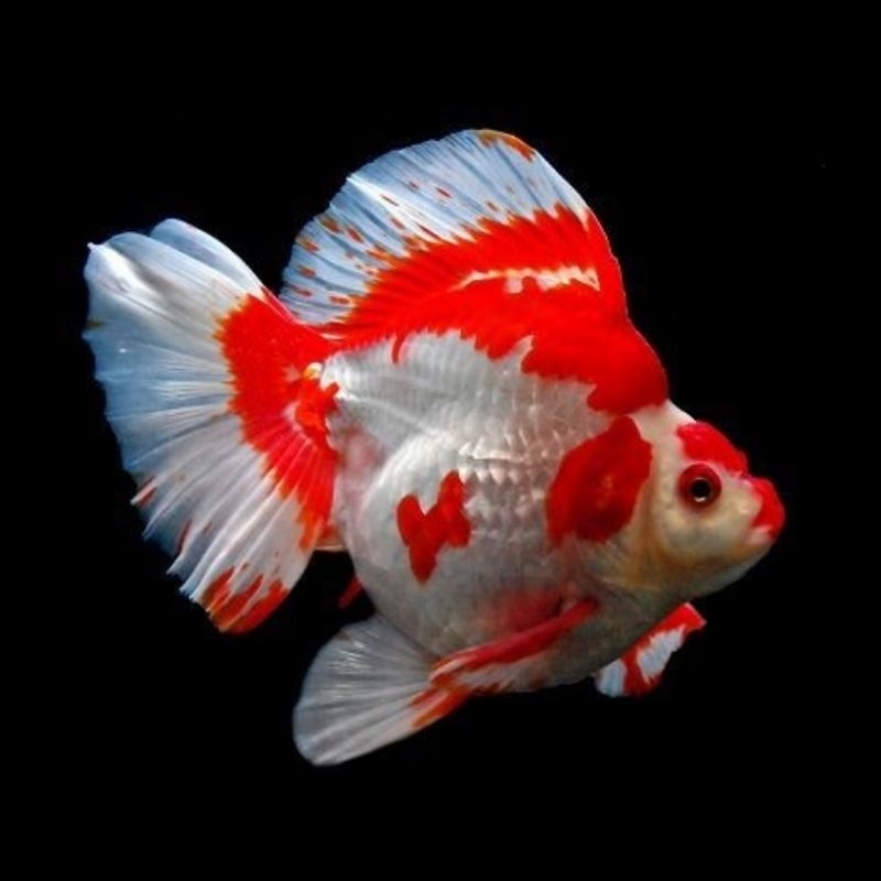 Ikan Hias Koki Ryukin RW Size L Koki Tosa L Ryukin Goldfish Hiasan Aquarium Kolam Tank Aquascape