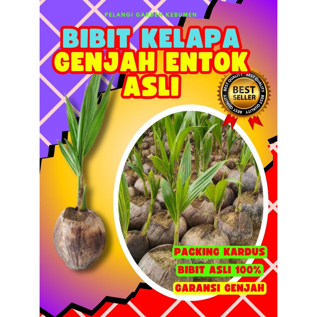 BIBIT UNGGUL.. Benih Buah Kelapa Rendah, Benih Buah Kelapa Tua Bulat, Benih Buah Kelapa Tua Utuh