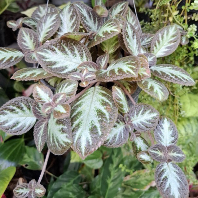 Tanaman Episcia cupreata gantung / Episcia silver Shield / Tanaman Hias Gantung / Tanaman hias Episc