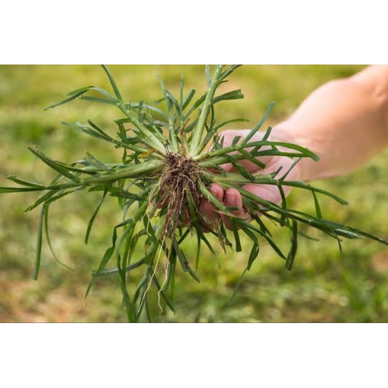 

HERBAL (Rumput Paragis) 250gr