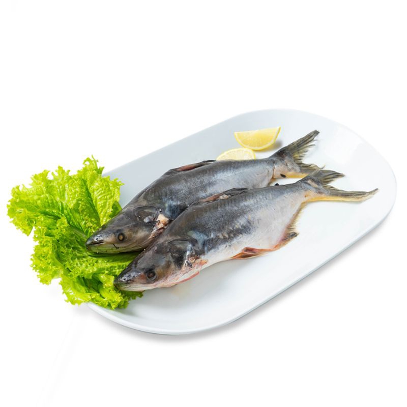 

Ikan Patin Segar 500-600gr