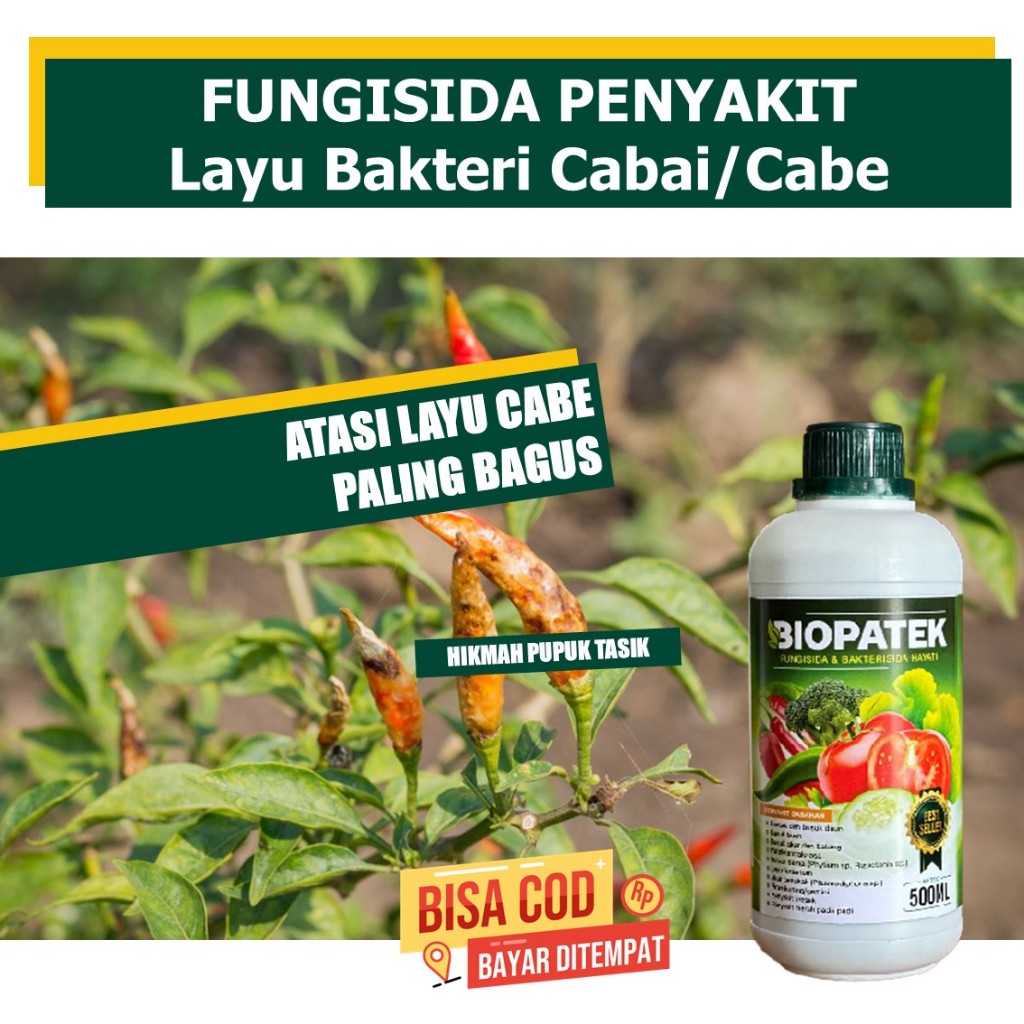 (FUNGISIDA TERMURAH BIOPATEK) Atasi Penyakit Layu Bakteri Cabai/Cabe Paling Manjur, Obat Semprot Ata
