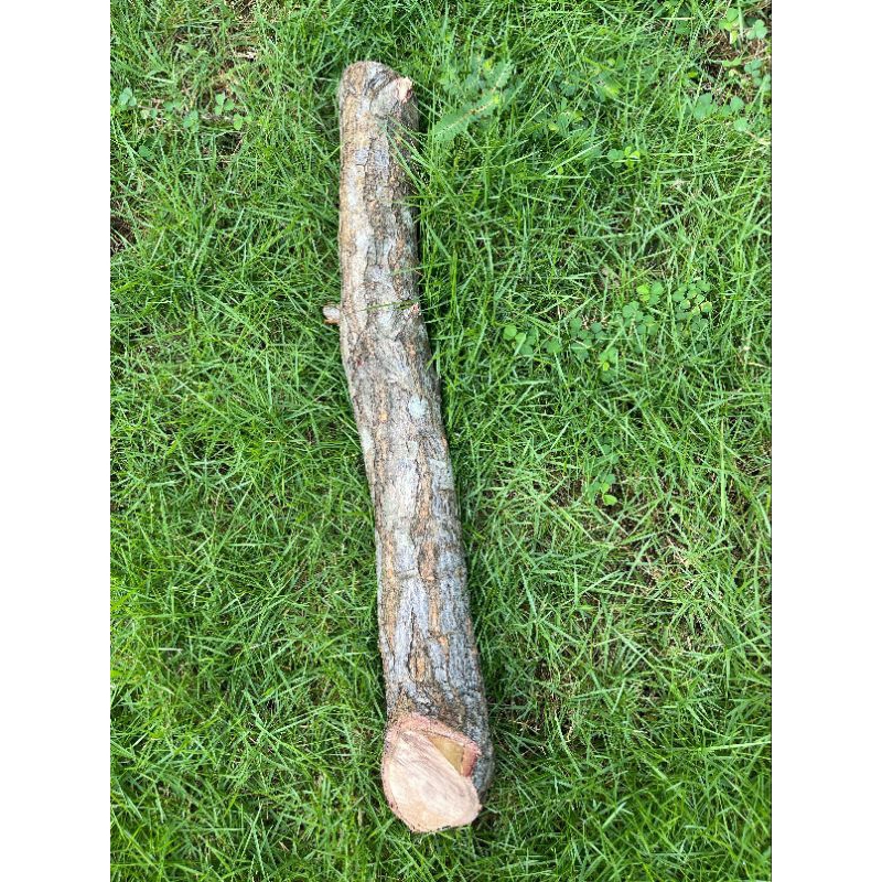 kayu dewandaru ukuran besar