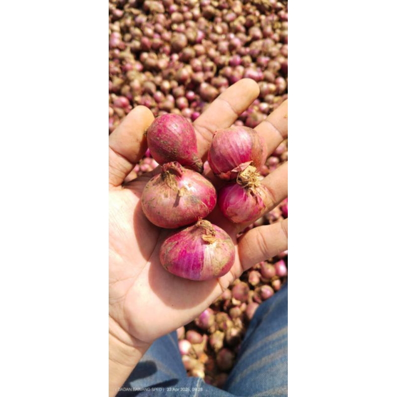 

Bawang Merah Sumenep 500gr Bawang Merah Bumbu Masak