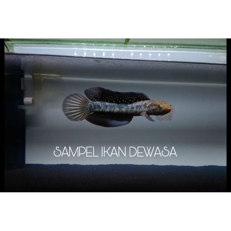 Hiasan Aquarium Asiatica WhiteSpot Bergaransi