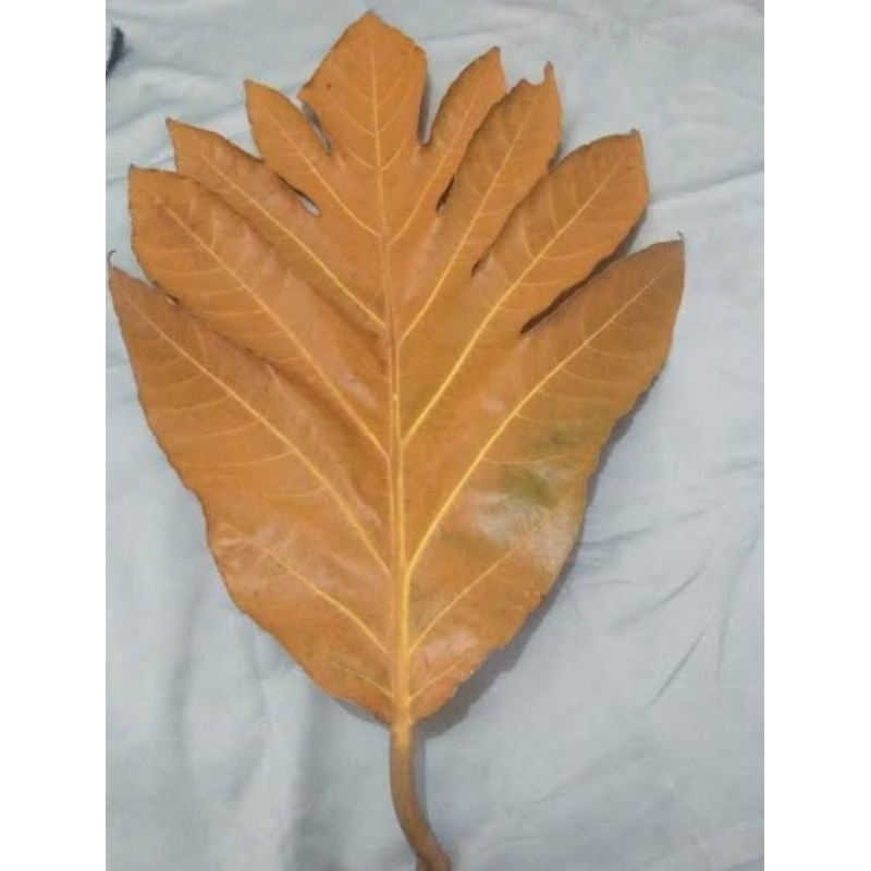 

daun sukun kering obat herbal per helai