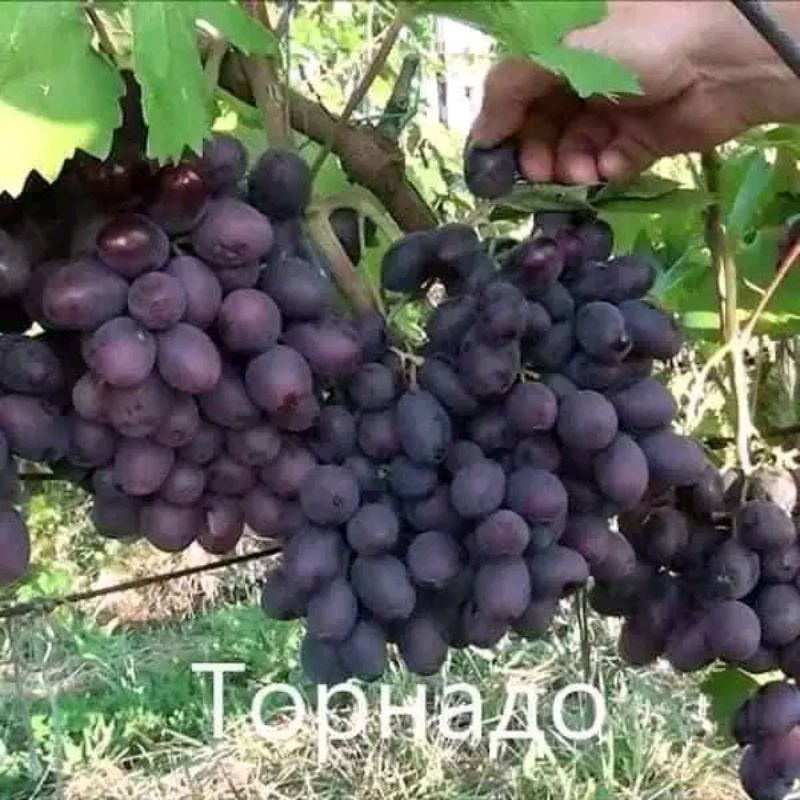 

bibit anggur varian tornado