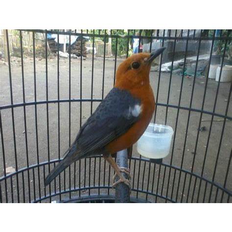 Anis Merah Jantan Bandung