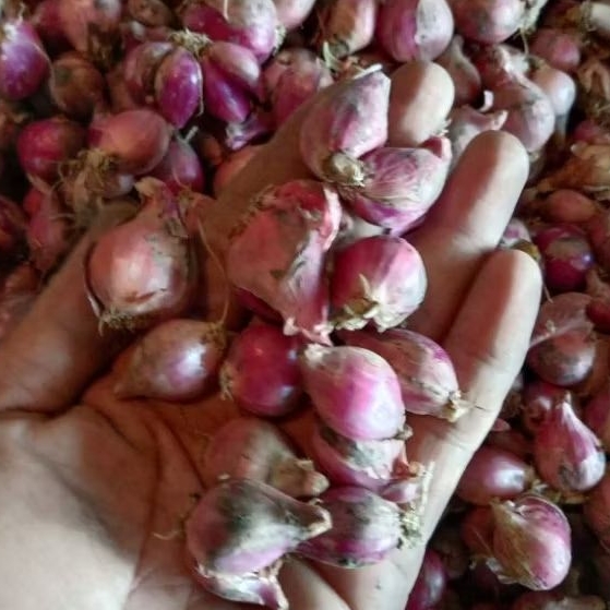 

Bawang merah Brebes kecil Murah 1kg