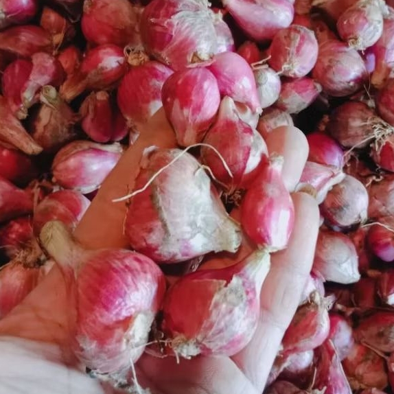 

Bawang merah Brebes Gede Tanggung Asli 500gr