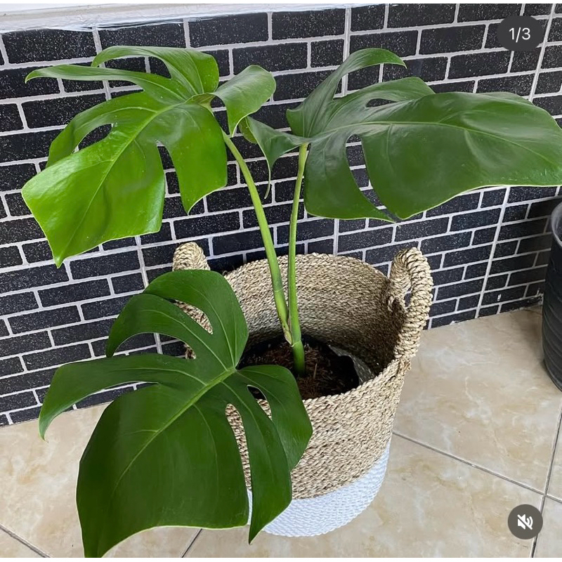 Cover pot anyaman - cover pot - cover pot bunga