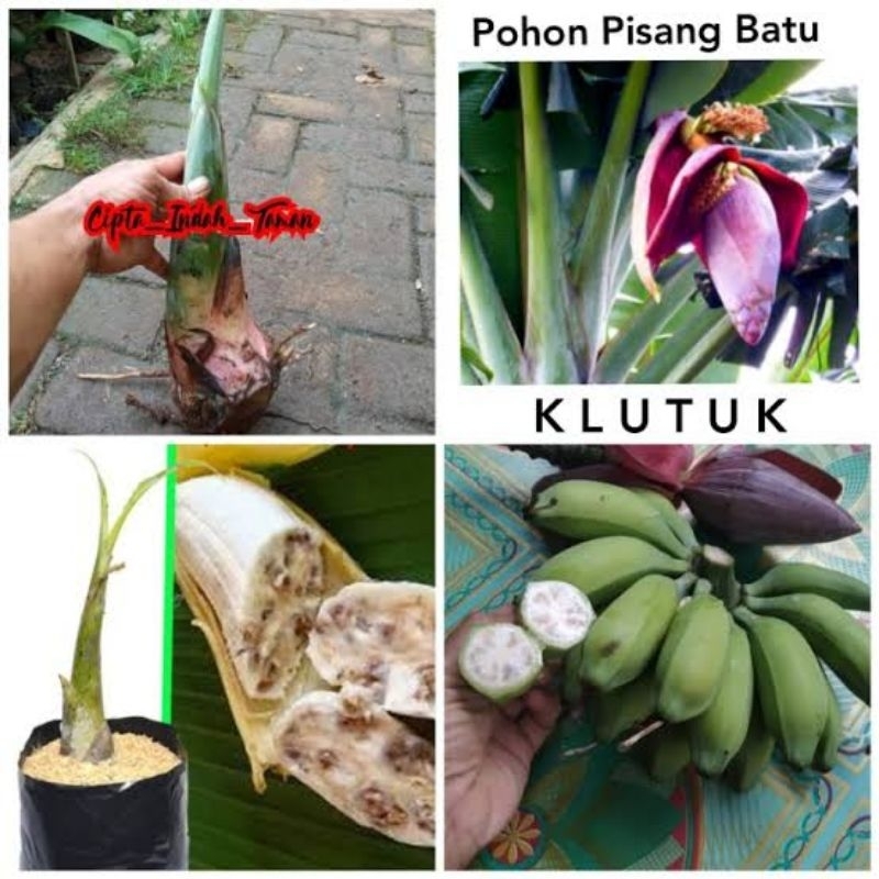 

Tunas pisang batu daun untuk lontong (sameday/instan)