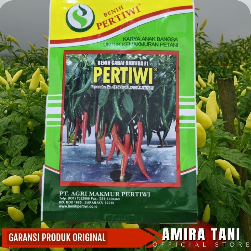BENIH CABAI BESAR PERTIWI F1 10 GRM