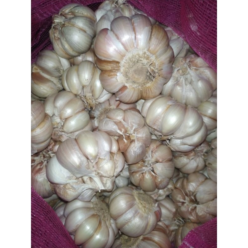 

Bawang Putih Sico