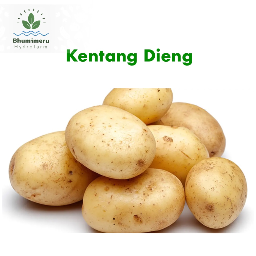 

Kentang Dieng 1 kg