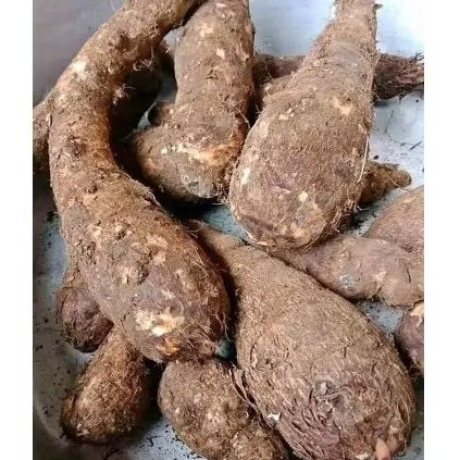 

UMBI TALAS BELITUNG SUPER PREMIUM BESAR 1000 GRAM (1KG)