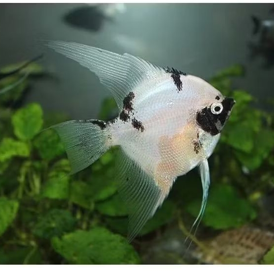 Manfish Koi Panda 2.5 3 cm - Perawatan Aquarium